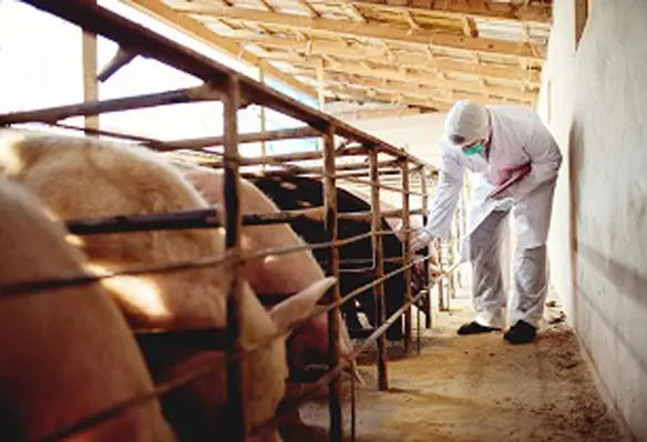 The departments Bureau of Animal Industry said 58 out of 149 blood samples from Carcar City in Cebu tested positive for the disease. (Image source: Adobe Stock)