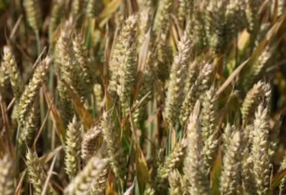 UMD researchers are seeking to breed the genes of einkorn wheat into bread wheat to improve resilience. (Image source: Adobe Stock)