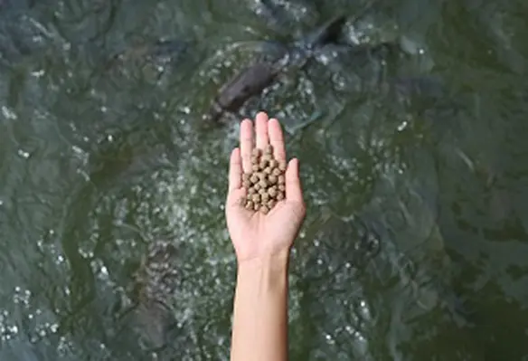 The project will construct aquaculture feed mills in strategic locations in the country. (Image source: Adobe Stock)