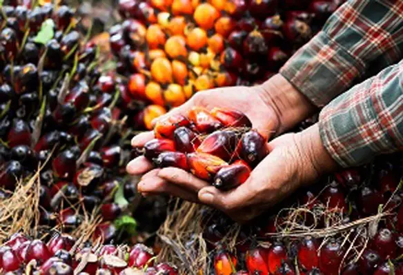image_shows_indonesia_planning_to_become_world's_palm_oil_setter
