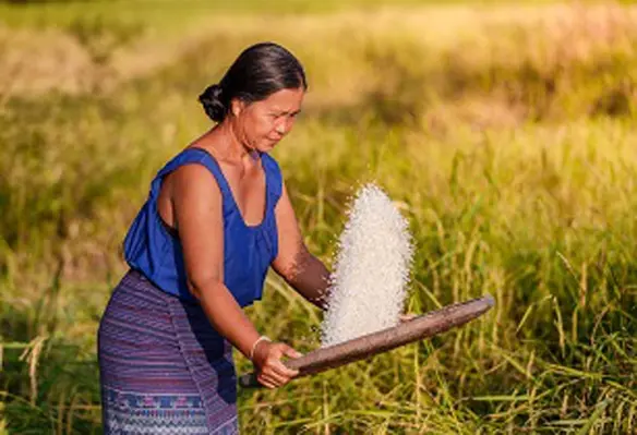Rice is a staple in the diets of billions, and further price increases would add to the inflationary pressures faced by consumers. (Image source: Adobe Stock)