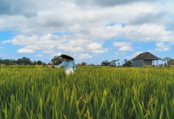 Nitrogen fertiliser has been a major factor when it comes to increasing the yields of modern agriculture. (Image source: Adobe Stock)