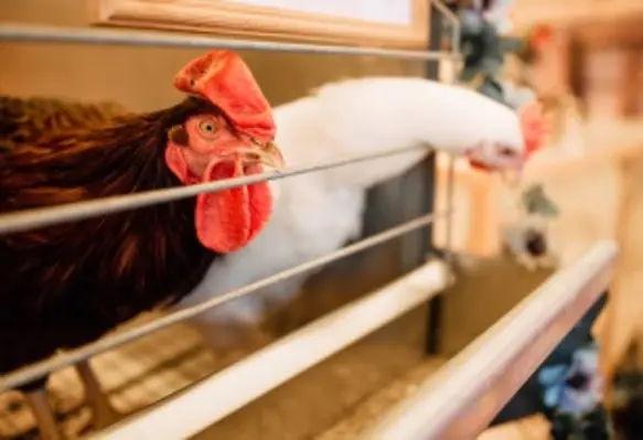 The revisions to the official guidelines are expected to affect around 10% of Taiwan’s 40 million laying hens. (Image source: Adobe Stock)