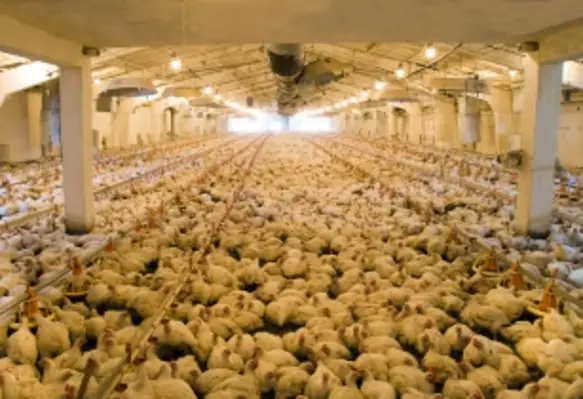 Researchers examine the role of protease, crude protein and amino acid levels on laying hen performance and egg quality. (Image source: Adobe Stock)