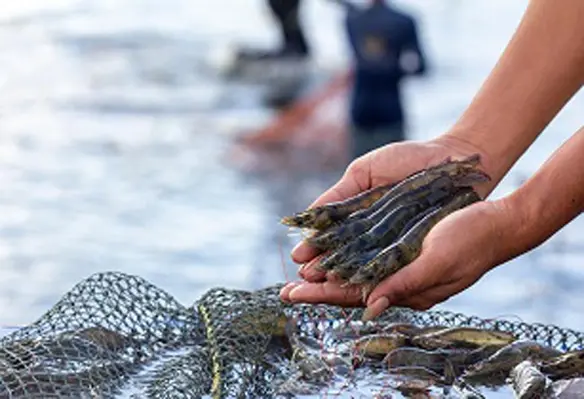 Supporting a healthy digestive system is part of a multi-faceted set of tools producers can use to support healthy growth rates in shrimp. (Image source: Adobe Stock)