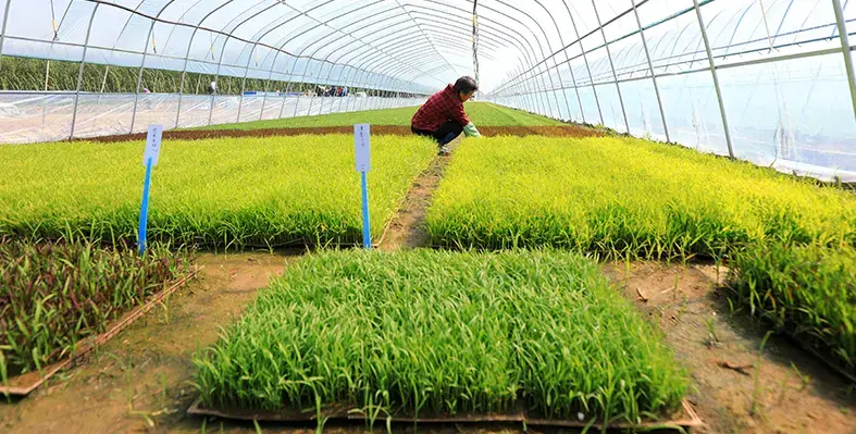 A_small_farmer_on_the_field