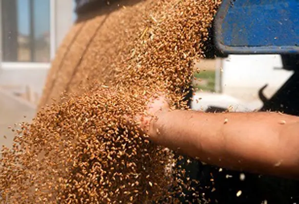 The primary objective behind this partnership is to enhance Sri Lankas grain processing industry. (Image source: Adobe Stock)