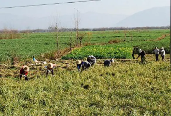 The role of agricultural biotechnologies is increasing to improve nutritional security and fight malnutrition across the Asia-Pacific region. (Image source: egorgrebnev/Flickr)