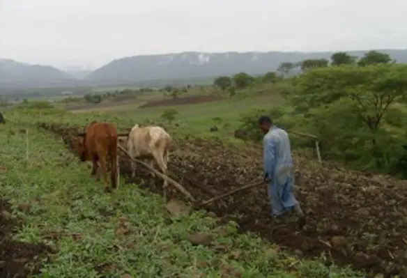It is important that tomorrows agriculture mimics the processes of natural ecosystems so that some of the services that nature once gave us can be provided by agriculture. (Image source: Trees ForTheFuture/Flickr)