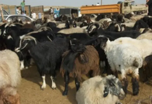 Livestock play an important role in Asia to improve livelihoods of the farmers. (Image source: hceebee/Flickr)