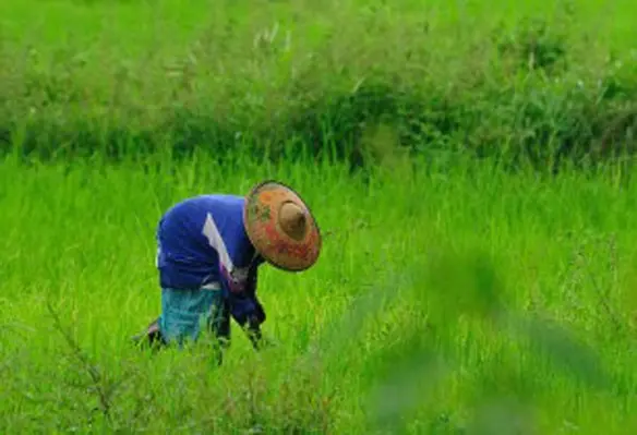 The initiative aims to help South Asian farmers in boosting productivity. (Image source: Enea Pestelacci/Flickr)