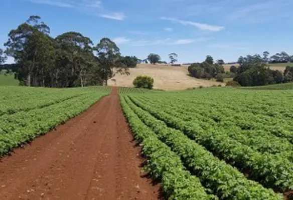 K-Line has become one of the leading tillage manufacturers in Australia by designing suitable products for some of the world’s harshest soil conditions. (Image source: NT Franklin/Pixabay)