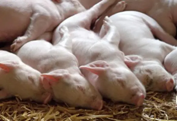 China is one of the leading producers of pig across the Asia-Pacific. (Image source: Andrew Martin/Pixabay)