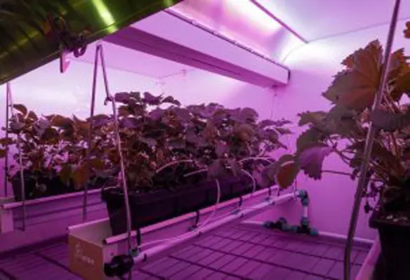 A vertical farm setup with the new CoolGrow VF light is upto 38% more energy efficient than a conventional vertical farm setup. (Image source: Colruyt Group)