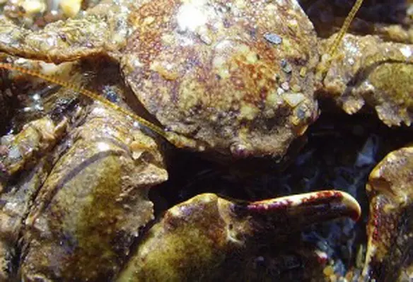 The small backyard ponds can be utilised and cage and pen culture can be taken up for the crab conservation. (Image source: Sophiewilder/Flickr)
