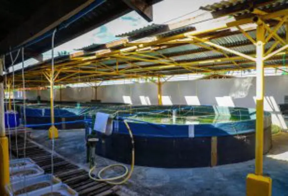 According to the plan, the fingerlings from the hatcheries will be distributed to satellite nurseries and local operators. (Image source: Department of Agriculture, Philippines)
