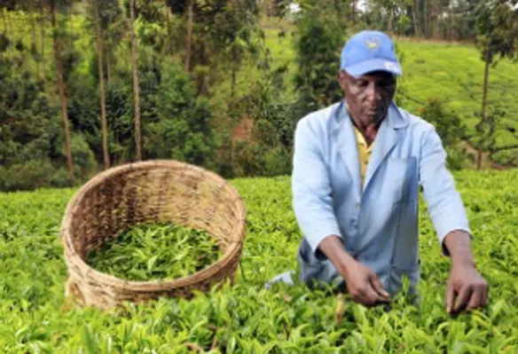 The event will discuss agriculture and agricultural value-chain across West Africa. (Image source: CIAT/Flickr)