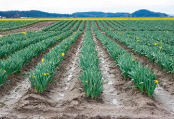 With many agriculture organisations operating in remote regions, where terrestrial networks are not available, satellite communications networks are crucial to achieving the benefits that IIoT has to offer. (Image source: Dana/Flickr)