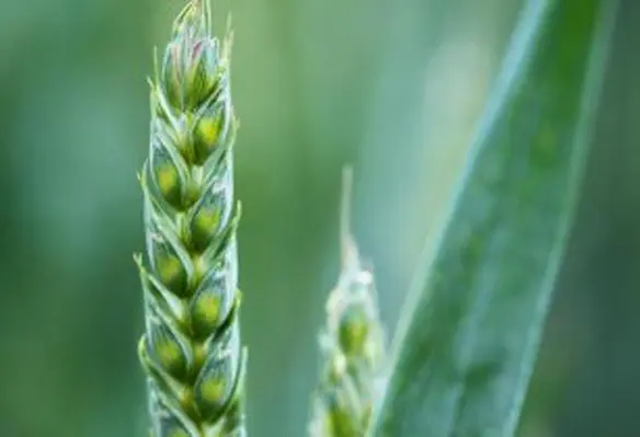 Now is the time to protect the flow of food around the world, according to FAO chief economist. (Image source: PublicDomainPictures/Pixabay)