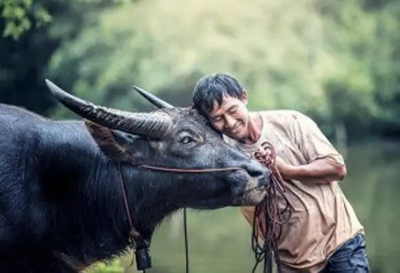 IFAD focuses on providing climate and environmental finance to smallholder farmers. (Image source: Sasin Tipchai/Pixabay)