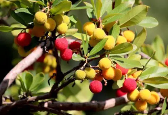 Vietnamese lychees that will be exported to Japan should be grown in gardens supervised by the Plant Protection Department. (Image source: GAIMARD/Pixabay)