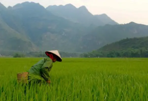 Focus shall be on protecting agricultural from extreme weather conditions, said FAO. (Image source: M M/FLickr)