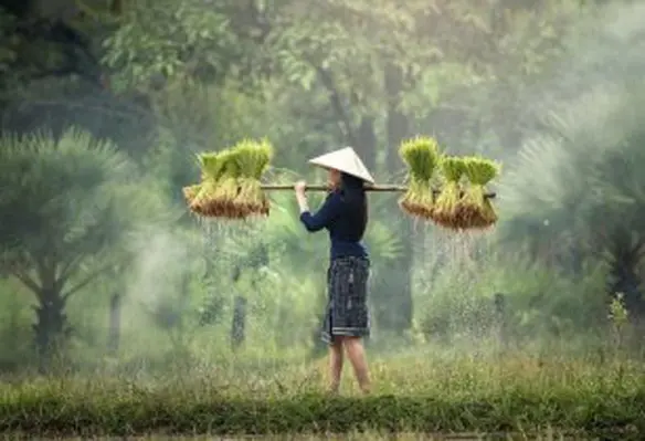 The aim is to provide high-quality food to a growing population in a sustainable way. (Image source: Sasin Tipchai/Pixabay)