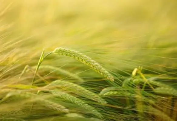 The next decade is the most important for the global agricultural industry. (Image source: Hans/Pixabay)