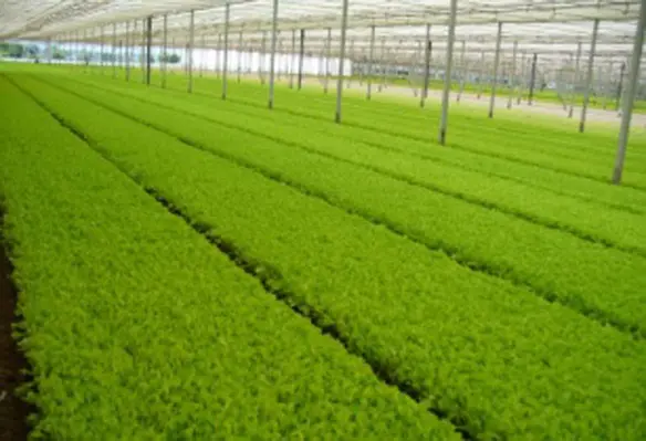 Prisma ensures lowering of the temperature without reducing the passage of light in the PAR spectrum (Photosynthetically Active Radiation). (Image source: Arrigoni)
