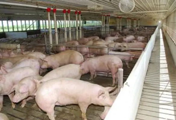 Proper ventilation is required to prevent high fluctuations in temperature in the barn. (Image source: Pork Checkoff/Flickr)
