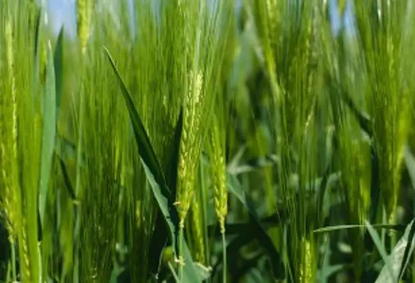 Data from any sort of crop, from any part of the UK will be useful. (Image source: Martin Ludlam/Pixabay)