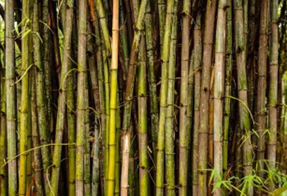 In Australia, sugarcane farming is a serious business in many coastal areas and the need for efficient methods of harvesting has driven most farmers to move to mechanical methods of harvesting during recent years. (Image source: Chetan Bisariya/Flickr)