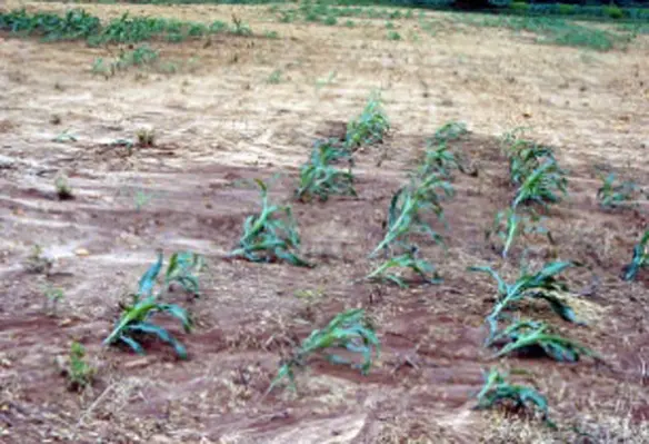 According to the analysis, the risks can be managed through good agricultural practices like reduced tillage, cover crops, grass margins and contour farming. (Image source: International Institute of Tropical Agriculture/Flickr)