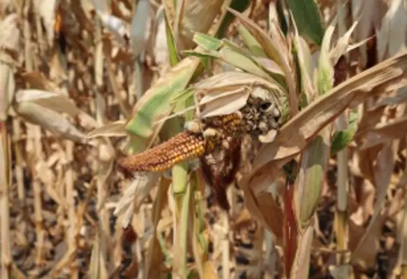 Syngenta reports that the parasite can have a devastating impact, with yield losses of up to 12% globally per year. (Image source: Adobe Stock)