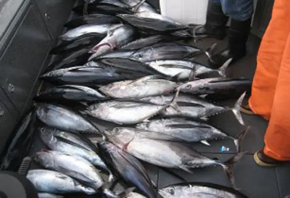 Vietnam is expecting more revenues from tuna export to the major international markets. (Image source: Mack/Flickr)