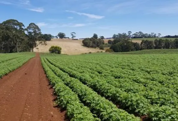 Australia is capitalising on its long and distinguished history in agricultural research. (Image source: NT Franklin/Pixabay)
