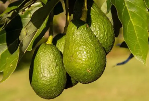 It is essential that farmers impose practices that do not alter the natural environmental cycles while producing avocados, coffee and citrus fruits. (Image source: sandid/Pixabay)