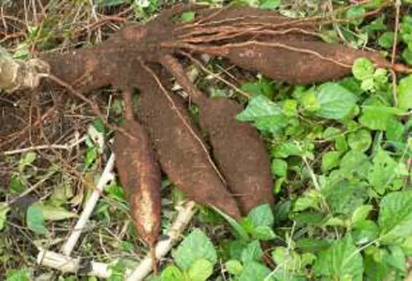 Initially, the agriculture department will focus on cassava, along with corn, coffee, coconut and fisheries as focus commodities. (Image source: Pixabay)