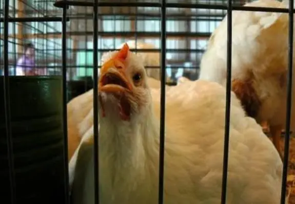 The BPI program has been directed at aiding livestock and poultry producers in Cagayan de Oro, Bukidnon, General Santos City and Davao City in the Philippines. (Image source: Benimoto/Flickr)