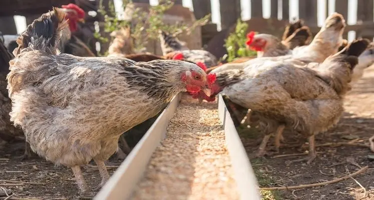 chicken feeding.