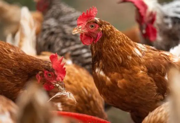 Adding GuanAMINO to animal feed can significantly improve feed conversion in livestock production. (Image source: Andreas Göllner/Pixabay)