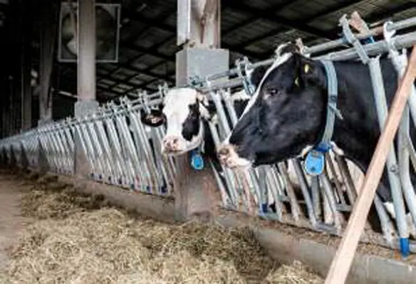 The TPP could limit business opportunities of smaller dairy companies in Vietnam. (Image source: ZhanHuiTeh/Flickr)
