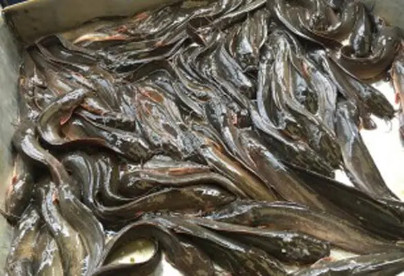 According to the government data, about 99 per cent of eels in Japan are raised from glass eels. (Image source: bindifry/Flickr)