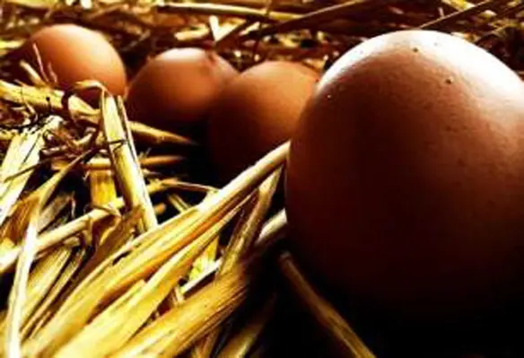 Do not use eggs sold for eating purposes. These will probably have come from flocks maintained without cockerels and may have been coated with oil to prevent exchange of gases through the shell in order to maintain egg weight. (Image source: PublicDomainPictures/Pixabay)