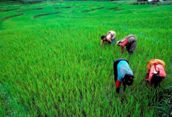 The initiative aims to secure women’s rights through flexible social protection programmes. (Image source: United Nations Photo/Flickr)