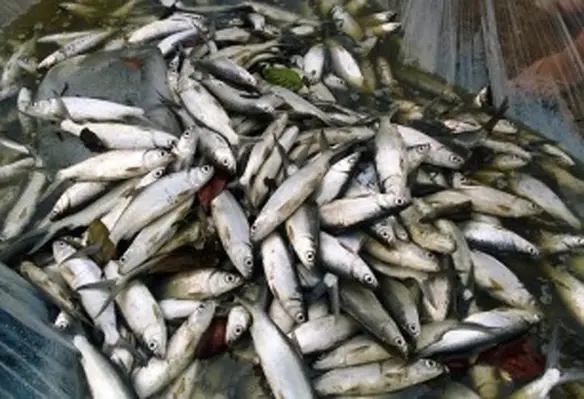 MOF stated that both countries agreed to hold regular joint committee on fisheries. (Image source: aybanreyes/Pixabay)