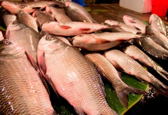 The Philippines intends to establish fisheries processing facilities in Myanmar. (Image source: WorldFish/Flickr)