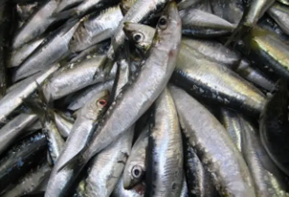 Under the direction of FAO and UNDP, the Pacific Island Forum Fisheries Agency is implenting he Oceanic Fisheries Management Project. (Image source: Jeremy Keith/Flickr)