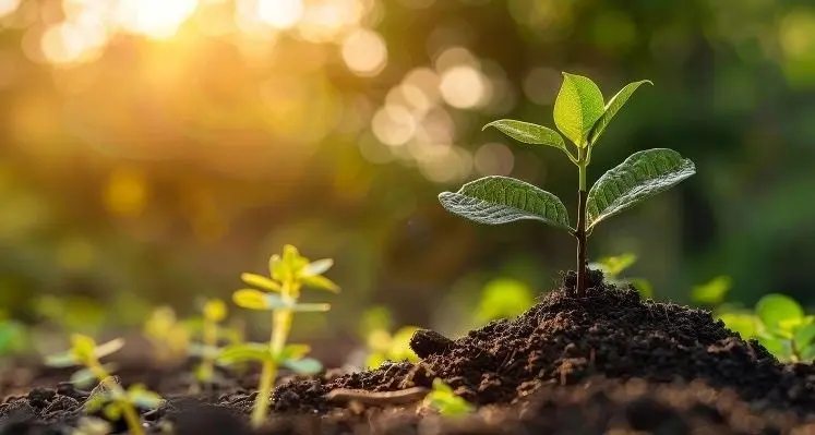 Germinating plant