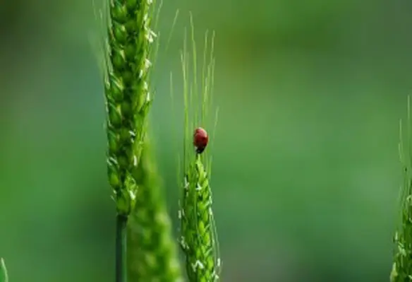 Efforts are needed to protect biodiversity in all sectors of agriculture. (Image source: GIOVANNI_MARCELLO/Pixabay)